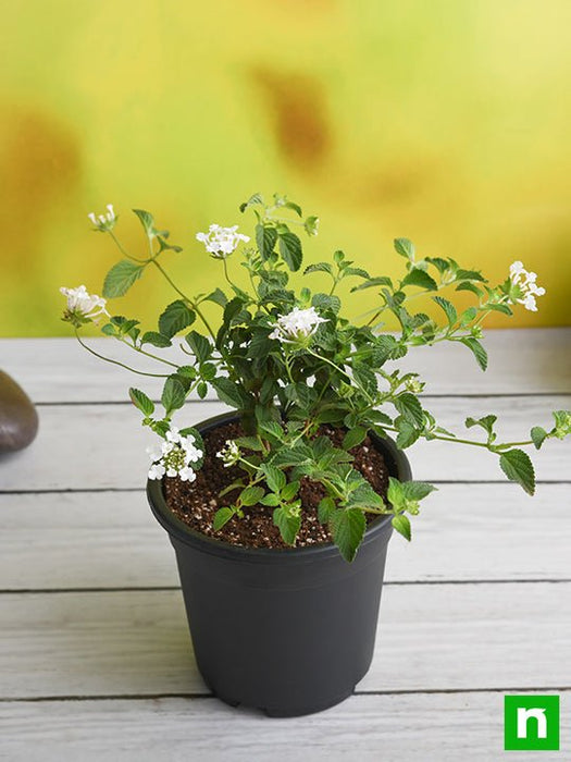 indoor plant with small white flowers Buy Lantana camara (White)