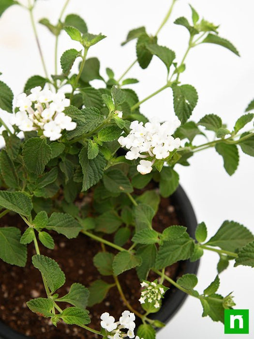 lantana camara (white) - plant
