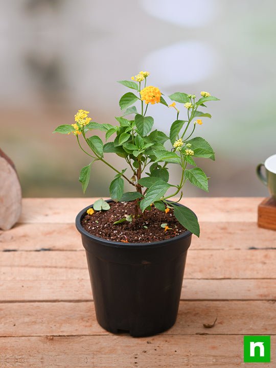 lantana camara (yellow) - plant
