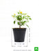 lantana camara (yellow) - plant