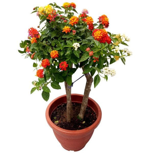 lantana (variegated - plant