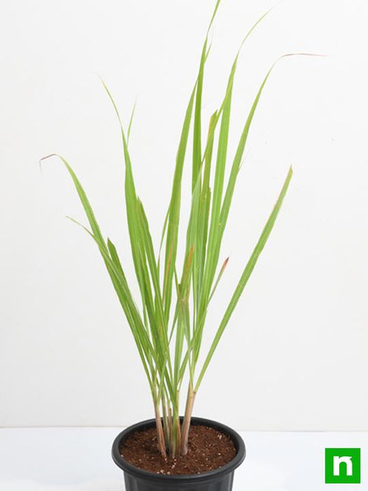 lemongrass indoor plant Buy Lemon Grass