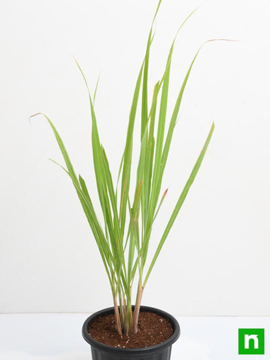 Buy Lemon Grass Plant online from Nurserylive at lowest price.
