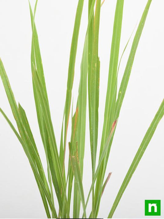 Buy Lemon Grass Plant online from Nurserylive at lowest price.
