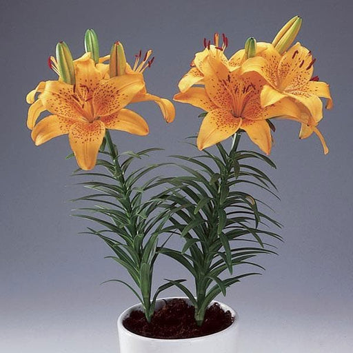 lilium hybrid ( orange ) - plant