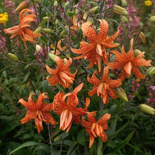 Buy Lilium Lancifolium, Tiger Lily (Mix Color) - Bulbs (Set Of 5) Online  From Nurserylive At Lowest Price.