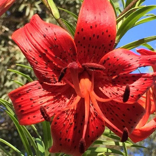 red tiger lily plant Buy Lilium Lancifolium, Tiger lily ( Red )