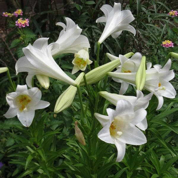 Lilium Longiflorum, Easter Lily (White) Bulbs (set of 5)