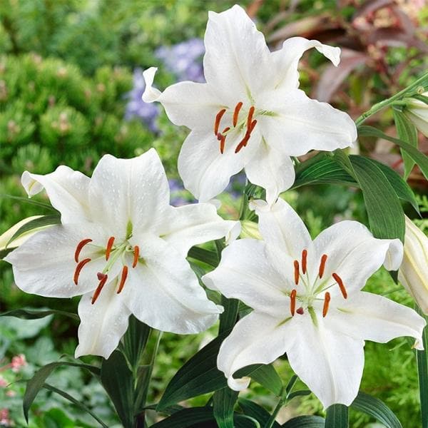 Lilium, Star Lily (White) Bulbs (set of 5)