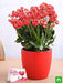lovely kalanchoe for special one 