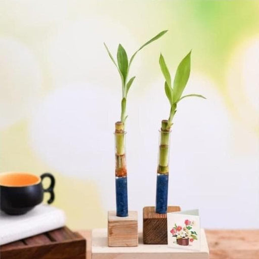 lucky bamboo stick with wooden stand - corporate gift (set of 30)