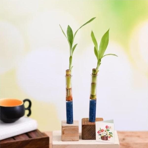 lucky bamboo stick with wooden stand - corporate gift (set of 30)