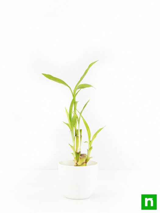 lucky bamboo sticks in a plastic pot - corporate gift (set of 30)