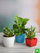 lucky money attracting / feng shui table top / office desk plants 
