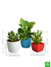 lucky money attracting / feng shui table top / office desk plants 