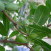 madagascar almond - plant