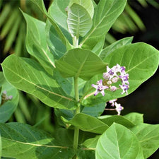 Buy Mandar, Rui - Plant online from Nurserylive at lowest price.