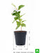mandevilla (white) - plant
