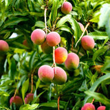 Mango Tree (Pairi, Grafted) - Plant