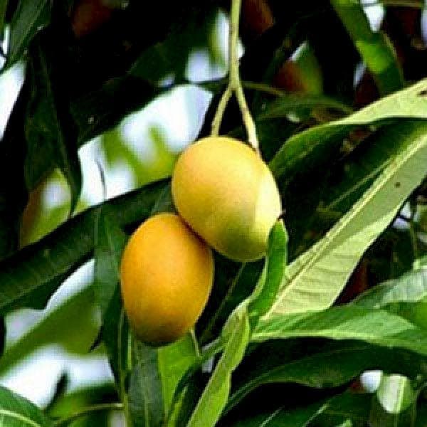mango tree (dudh pedo - plant