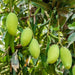 mango tree (kesar - plant