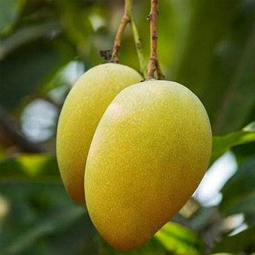 mango tree (mallika - plant