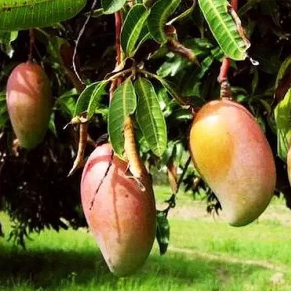 mango tree (totapuri 