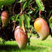 mango tree (totapuri - plant