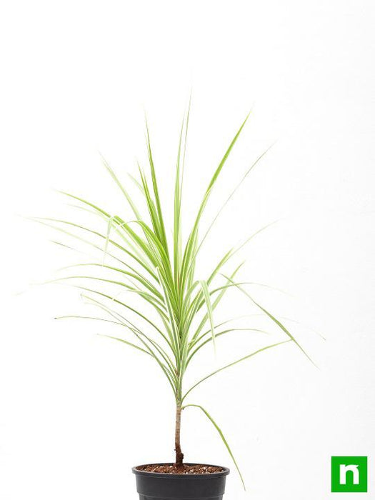 marginata (dracaena marginata) - plant