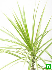 marginata (dracaena marginata) - plant