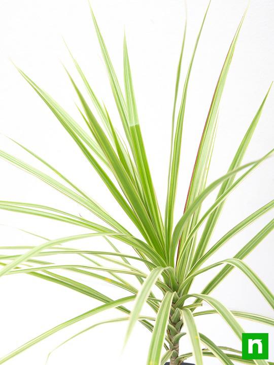 marginata (dracaena marginata) - plant