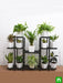 marvelous indoor plants on solid metal stand for indirect light 