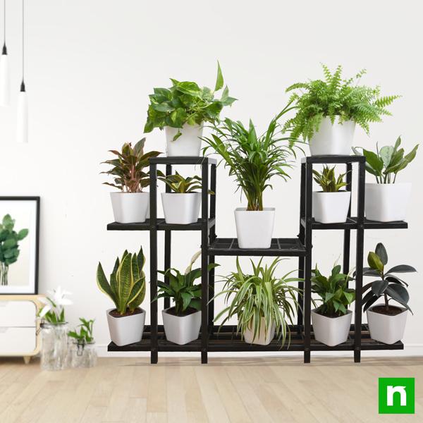 prices of indoor plants Buy Marvelous indoor plants on solid metal stand for indirect light online from Nurserylive at lowest price