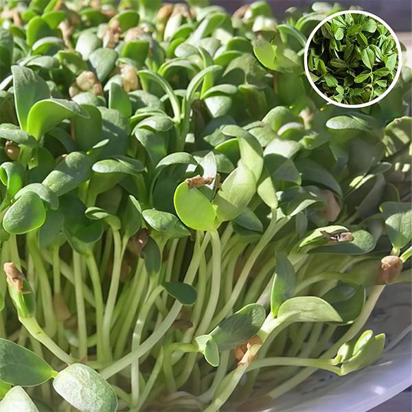 methi shalimar improved - organic microgreen seeds