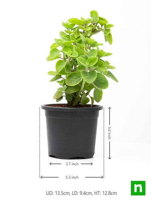 can ajwain plant be grown indoors Buy Mexican mint, Patharchur, Ajwain Leaves
