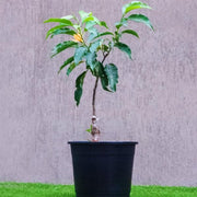 michelia champa 