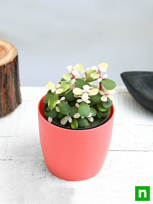 rainbow bush jade plant Buy Midstripe Rainbow Bush, Portulacaria afra medio-picta