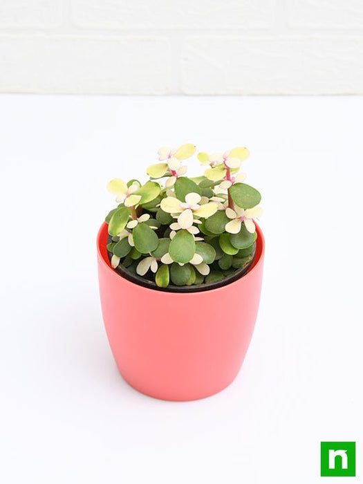 buy portulacaria afra medio-picta midstripe rainbow bush Buy Midstripe Rainbow Bush, Portulacaria afra medio-picta