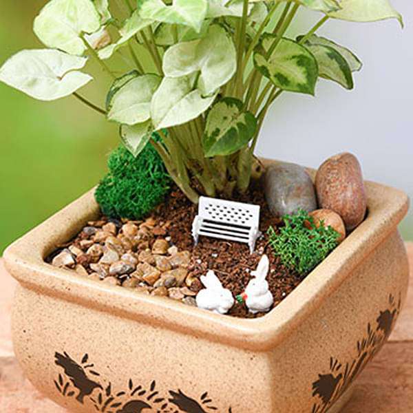 indoor miniature plants Buy DIY Bundle of joy with