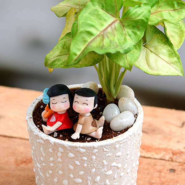 share your love with syngonium - miniature garden