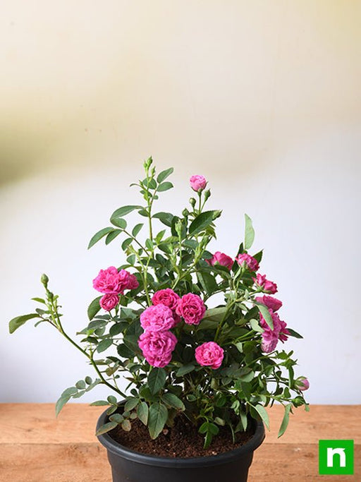 Button Rose: The Charming Miniature Rose Plant for Your Garden ...