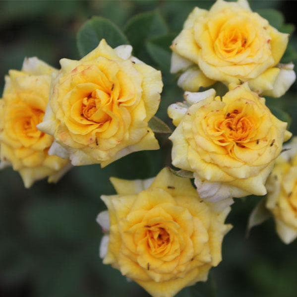Button Eye Roses 22 Button Rose Varieties | Shop Online — Nurserylive
