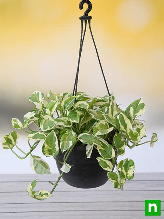 Buy Hanging Plants online from Nurserylive at lowest price.