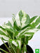 money plant marble prince - plant