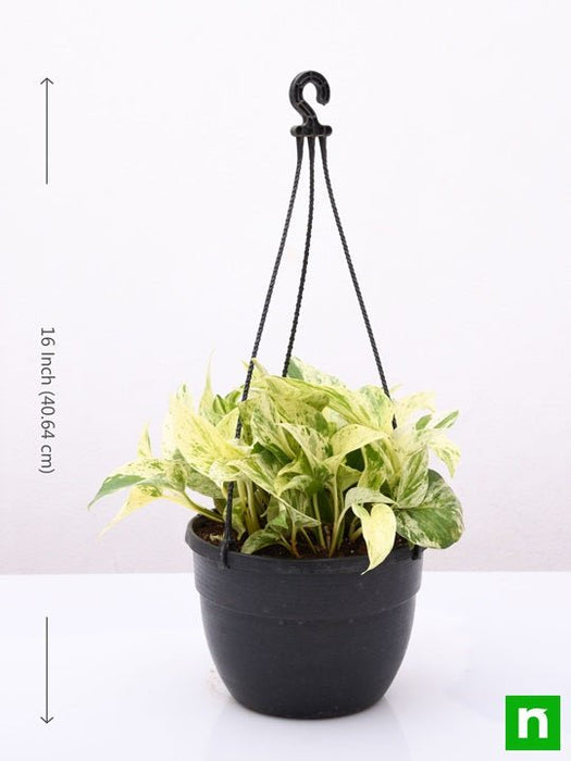 money plant marble queen (hanging basket) - plant