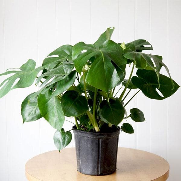Buy Monstera deliciosa Plant online from Nurserylive at lowest