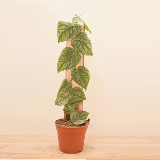 monstera dubia - plant