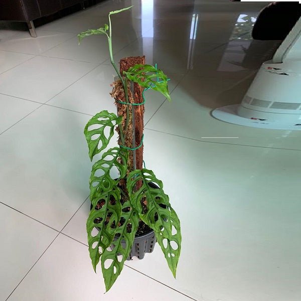 monstera obliqua for sale Buy Monstera obliqua