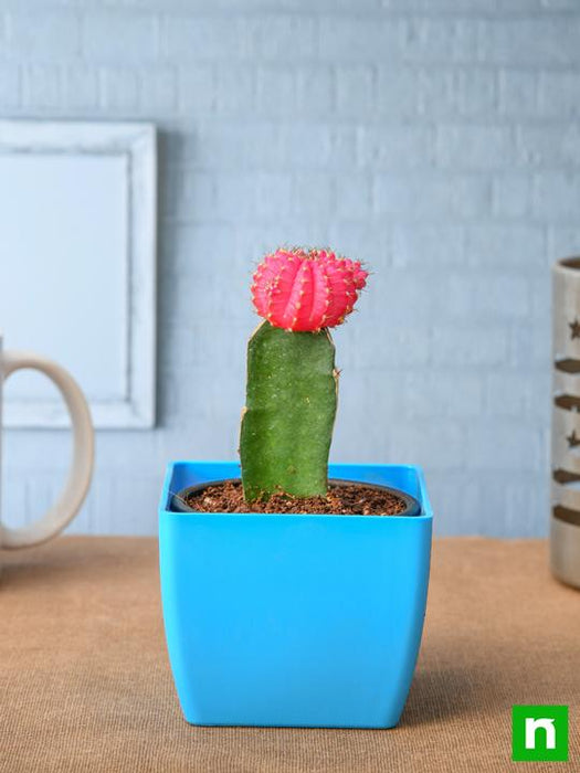 pink cactus succulent Buy Moon Cactus (Grafted, Pink)