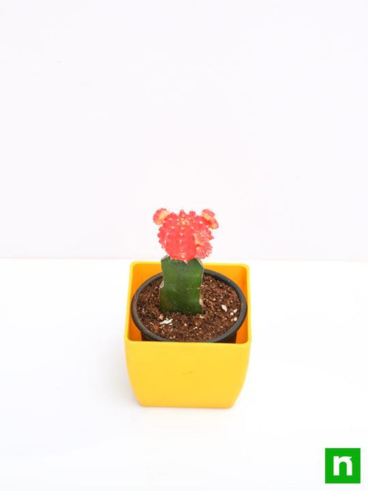 moon cactus (grafted - plant